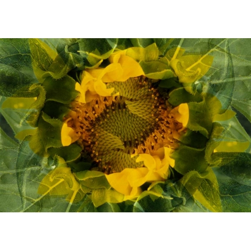USA, Colorado, Lafayette Sunflower montage